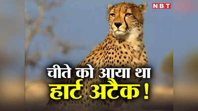 Cheetah News: चीते के शरीर में जहर कैसे पहुंचा? कुनो के जंगल में सांप ने काटा या वजह दूसरी है