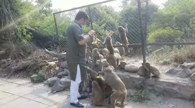 बंदरों को खाना खिलाते वीपी सिंह