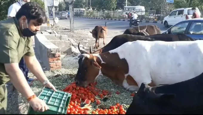 गायों को टमाटर खिलाते वीपी सिंह