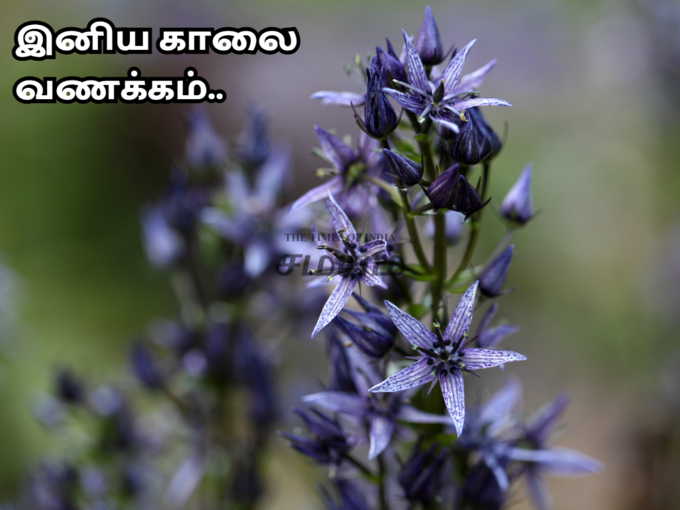 இனிய காலை வணக்க பொன்மொழிகள்..