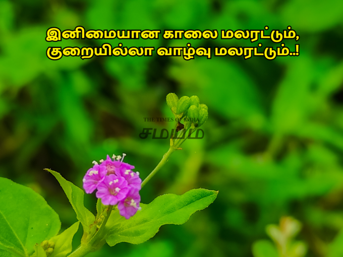 இனிய காலை வணக்க ஸ்டேட்டஸ்..