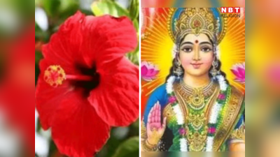 Gudhal Phool Ke Upay: गुड़हल फूल के चमत्कारी उपाय, धन दौलत से लेकर सुख समृद्धि के लिए देखें आजमाकर