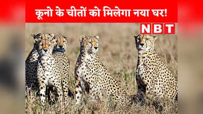 Cheetah News: दक्षिण अफ्रीका से कूनो लाए गए चीतों को मिलेगा नया घर, कोटा का मुकुंदरा हिल्स टाइगर रिजर्व हो सकता है ठिकाना