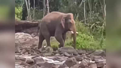 ஈரோடு அந்தியூர் அருகே ஓடையில் தண்ணீர் குடிக்க வந்த ஒற்றை யானை-பொதுமக்களுக்கு எச்சரிக்கை