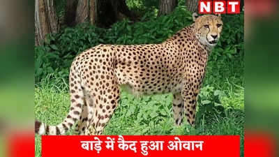 Cheetah Oban News: कूनो से अब भाग नहीं पाएगा घुमक्कड़ चीता ओवान, बाड़े में हुआ कैद
