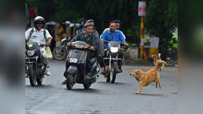 79% लोगों ने माना, हमारे इलाके में कुत्तों के हमले अब आम बात है: सर्वे