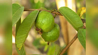 Guava Leaves: পেয়ারা পাতাতেই জব্দ বহু ঘাতক রোগ!  কী ভাবে ব্যবহার করলে এতসব উপকার পাবেন?