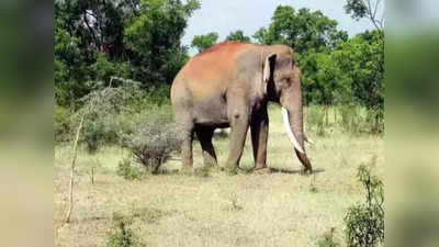 Arunachal Pradesh Elephant : উত্তর পূর্ব ভারত থেকে ২৩টি হাতিকে গুজরাটে পাঠানোর পরামর্শ আদালতের