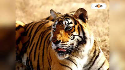 Assam Tiger : রাতের আঁধারে বাইরে ঘুরে বেড়াচ্ছে বাঘ! অসমের কালিয়াবরে জারি ১৪৪ ধারা
