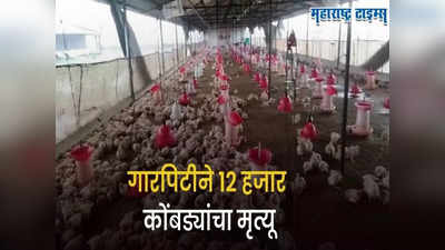 अवकाळीने सगळंच हिरावलं, गारपिटीने १२ हजार कोंबड्यांचा मृत्यू; शेतकऱ्याचा आक्रोश