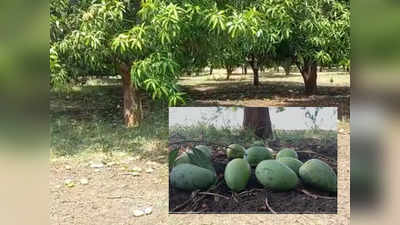 महिलेने कष्टाने आमराई फुलवली, मात्र अवकाळीने सारे हिरावले, २०० झाडे पण एकालाही आंबा राहिला नाही