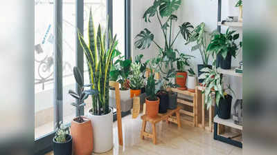 Lucky Plants For Home: घर में लगाएं ये 6 चमत्कारिक पौधे, नौकरी व व्यापार में होगी खूब तरक्की