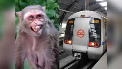 आज बंदर ने रोकी थी दिल्ली मेट्रो, यकीन नहीं होता! जानिए हुआ क्या था