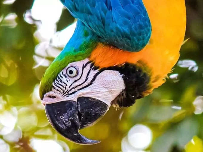 Optical Illusion Parrot Image