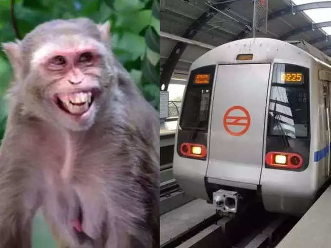 ​बंदरों के चलते रोकी मेट्रो सेवा रही प्रभावित 