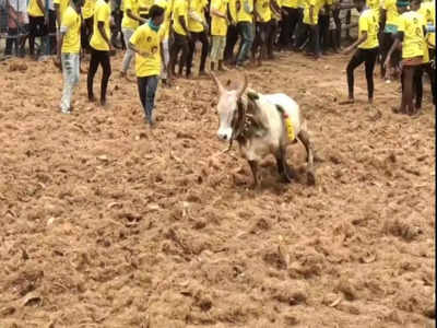 சிவகங்கையில் மஞ்சுவிரட்டில் மாடு முட்டி இருவர் பலி - கோயில் திருவிழாவை முன்னிட்டு நடந்த போட்டியில் அசம்பாவிதம்