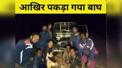 Jungle News: कैद में आदमखोर बाघ... लेकिन खतरा टला नहीं है, जानिए टाइगर और गुलदार कौन खतरनाक