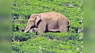 അരിക്കൊമ്പൻ തനിച്ചല്ല, കാട്ടാനക്കൂട്ടത്തിനൊപ്പം; മിഷൻ ഇന്ന് തന്നെ പൂർത്തിയാക്കാൻ കഴിയുമെന്ന് ആത്മവിശ്വാസം: മന്ത്രി