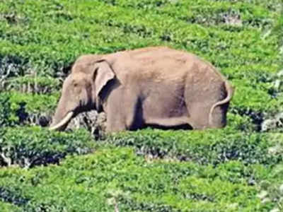 അരിക്കൊമ്പൻ തനിച്ചല്ല, കാട്ടാനക്കൂട്ടത്തിനൊപ്പം; മിഷൻ ഇന്ന് തന്നെ പൂർത്തിയാക്കാൻ കഴിയുമെന്ന് ആത്മവിശ്വാസം: മന്ത്രി