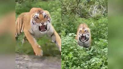 Tigress Attack: झाड़ियों से निकली और सैलानियों की जिप्सी पर झपट पड़ी बाघिन... वीडियो में देखें फिर क्या हुआ