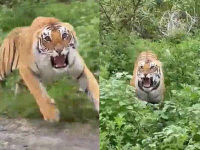 Tigress Attack: झाड़ियों से निकली और सैलानियों की जिप्सी पर झपट पड़ी बाघिन... वीडियो में देखें फिर क्या हुआ