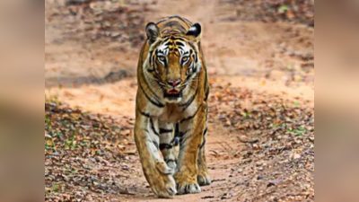 MP News: बांधवगढ़ टाइगर रिजर्व पार्क में बाघ ने किया युवक का शिकार, शादी समारोह में होने जा रहा था शामिल