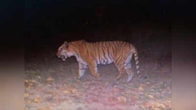 Tiger in Haryana: यमुनानगर के नैशनल पार्क में 110 साल बाद दिखा टाइगर, वन विभाग पता कर रहा- कहां से आया नया मेहमान