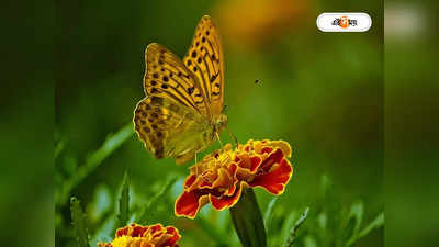 Butterfly: লাখ লাখ মানুষের মৃত্যুতে দায়ী প্রজাপতি! কারণে জানলে চমকে উঠবেন