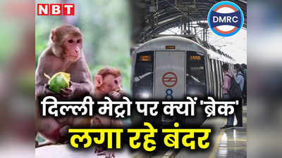 मेट्रो स्टेशन या ट्रेन में बंदर आ जाए तो क्या होगा? जानें किन स्टेशनों पर मंडरा रहा खतरा, कैसे निपटेगी DMRC
