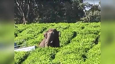 ഏത് വേനലിലും വെള്ളവും തീറ്റയും ലഭിക്കും; മേദകാനത്ത് അരിക്കൊമ്പനെ കാത്തിരിക്കുന്നത് പുൽമേടുകൾ; ആന ആരോഗ്യവാൻ