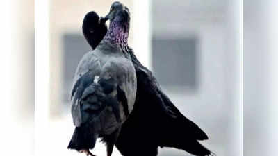 Beware Of Pigeons: ಪಾರಿವಾಳಗಳ ಬಗ್ಗೆ ಇರಲಿ ಎಚ್ಚರ! ಶ್ವಾಸಕೋಶಕ್ಕೇ ಹಾನಿ ಮಾಡಬಹುದು!
