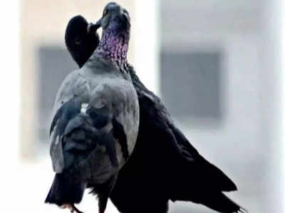 Beware Of Pigeons: ಪಾರಿವಾಳಗಳ ಬಗ್ಗೆ ಇರಲಿ ಎಚ್ಚರ! ಶ್ವಾಸಕೋಶಕ್ಕೇ ಹಾನಿ ಮಾಡಬಹುದು!