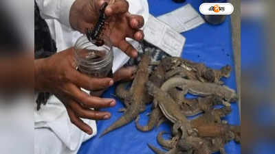 Pakistan News: নিষিদ্ধ ভায়াগ্রা, বিছানায় ‘টাট্টু ঘোড়া’ হতে টিকটিকির তেল ঘষছেন পাক পুরুষরা!
