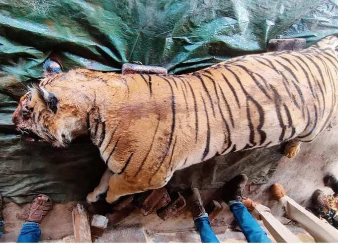 tiger found dead in melghat tiger reserve