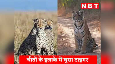 Tiger in Kuno: दो मौतों के बाद कूनो नेशनल पार्क में नई टेंशन, चीतों के इलाके में घुसा रणथंभौर का बाघ