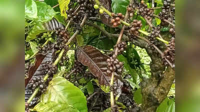 Arabica Coffee Plant: ಮಳೆ ಬಿದ್ದರೂ, ಕೊಡಗು ಜಿಲ್ಲೆಯಲ್ಲಿ ಕಾಫಿ ಗಿಡಕ್ಕೆ ರೋಗಬಾಧೆ- ಬೆಳೆಗಾರರು ಕಂಗಾಲು