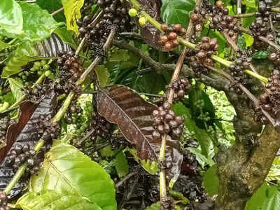 Arabica Coffee Plant: ಮಳೆ ಬಿದ್ದರೂ, ಕೊಡಗು ಜಿಲ್ಲೆಯಲ್ಲಿ ಕಾಫಿ ಗಿಡಕ್ಕೆ ರೋಗಬಾಧೆ- ಬೆಳೆಗಾರರು ಕಂಗಾಲು