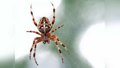 Spider New Species : খোঁজ মিলল নয়া মাকড়সা ফিনটেলা ধৃতির