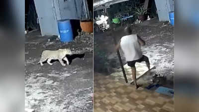 पुण्यात बिबट्याचा घरासमोरील कुत्र्यावर हल्ला; अंगावर शहारे आणणारा VIDEO आला समोर