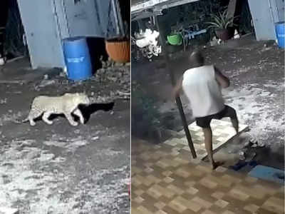 पुण्यात बिबट्याचा घरासमोरील कुत्र्यावर हल्ला; अंगावर शहारे आणणारा VIDEO आला समोर 