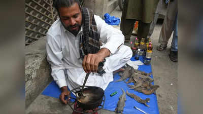 पाकिस्तानात होतेय पालींची सर्रास कत्तल; रस्त्याशेजारी विकलं जातंय चरबीचं तेल; कारण काय?