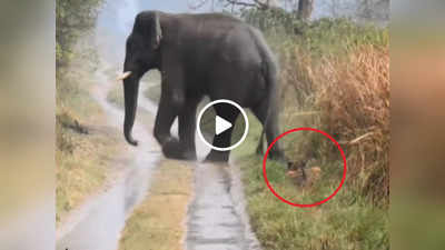 Tiger Ka Video: हाथी को देखते ही टाइगर ने किया कुछ ऐसा, कैमरे में कैद हो गई दुर्लभ घटना, वीडियो वायरल