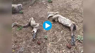 VIDEO: ८ फुटाच्या अजगराने अख्खी बकरी फस्त केली, पाहणाऱ्यांना घाम फुटला