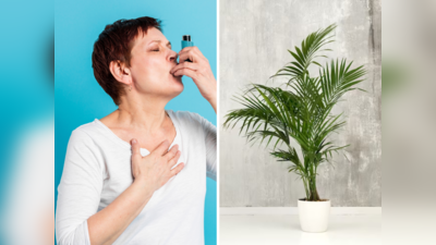 World Asthma Day: अस्थमा मरीजों के लिए रक्षा कवच से कम नहीं ये 5 Indoor Plants, जानें घर में लगाने का तरीका