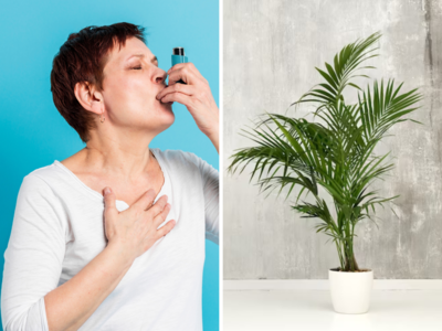 World Asthma Day: अस्थमा मरीजों के लिए रक्षा कवच से कम नहीं ये 5 Indoor Plants, जानें घर में लगाने का तरीका