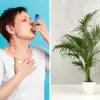 world asthma day 2023 these 5 indoor plants are best for asthma allergy
