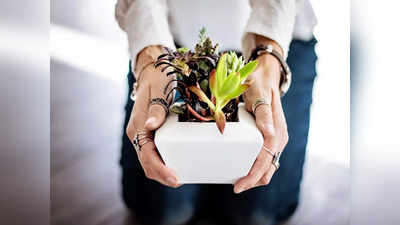 Indoor Plants: ఆస్తమా పేషెంట్స్‌.. ఈ మొక్కలు ఇంట్లో పెంచుకుంటే ఆరోగ్యానికి మంచిది..!