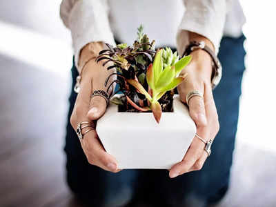 Indoor Plants: ఆస్తమా పేషెంట్స్‌.. ఈ మొక్కలు ఇంట్లో పెంచుకుంటే ఆరోగ్యానికి మంచిది..!