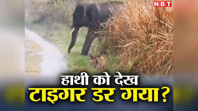Elephants Tiger News: झूमकर आ रहे थे हाथी, देखिए क्यों बीच सड़क पर दंडवत हो गया टाइगर