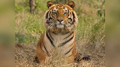 रुक जाओ सम्राट पानी पी रहे हैं... जब सड़क किनारे बाघ देखकर टकटकी लगाए रह गए पर्यटक
